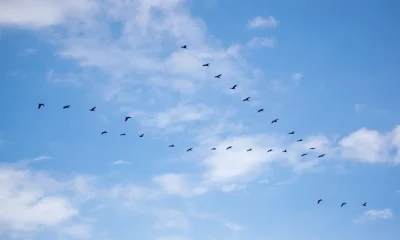 What a Cloud Migration Actually Looks Like: A Week-by-Week Technical Roadmap