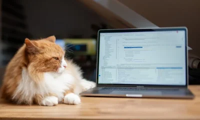 Architecting Custom Pet Grooming Appointment Software